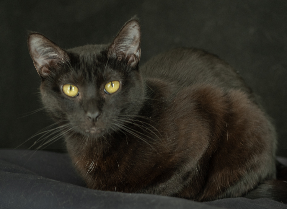 Top Cat Sanctuary cat photo